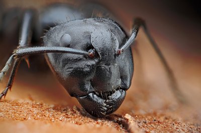 makrofotografia